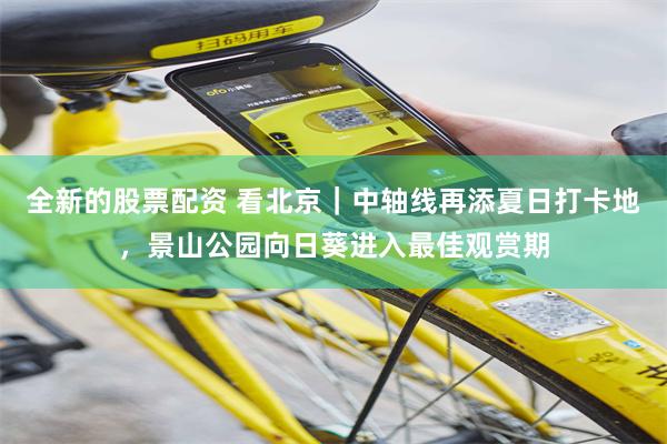 全新的股票配资 看北京｜中轴线再添夏日打卡地，景山公园向日葵进入最佳观赏期